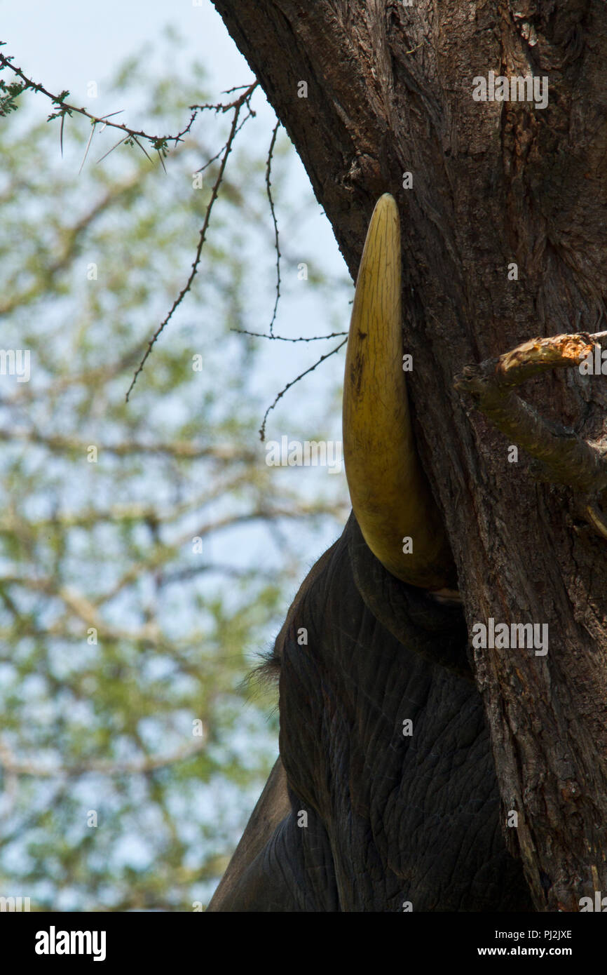 A bull elephant rests the great weight of his head against the trunk of a large acacia tree. Stock Photo