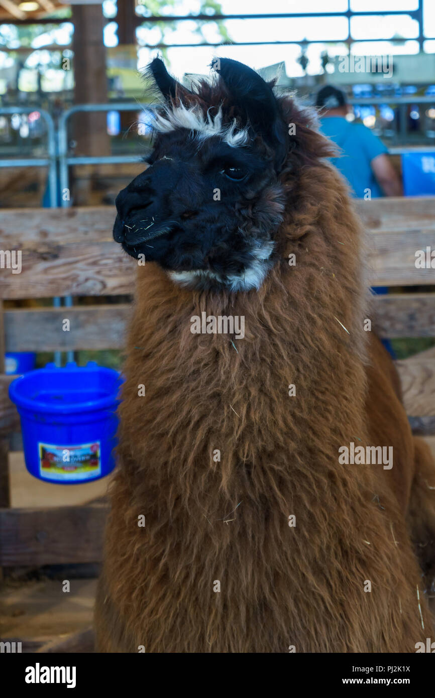 Regal Llama Stock Photo