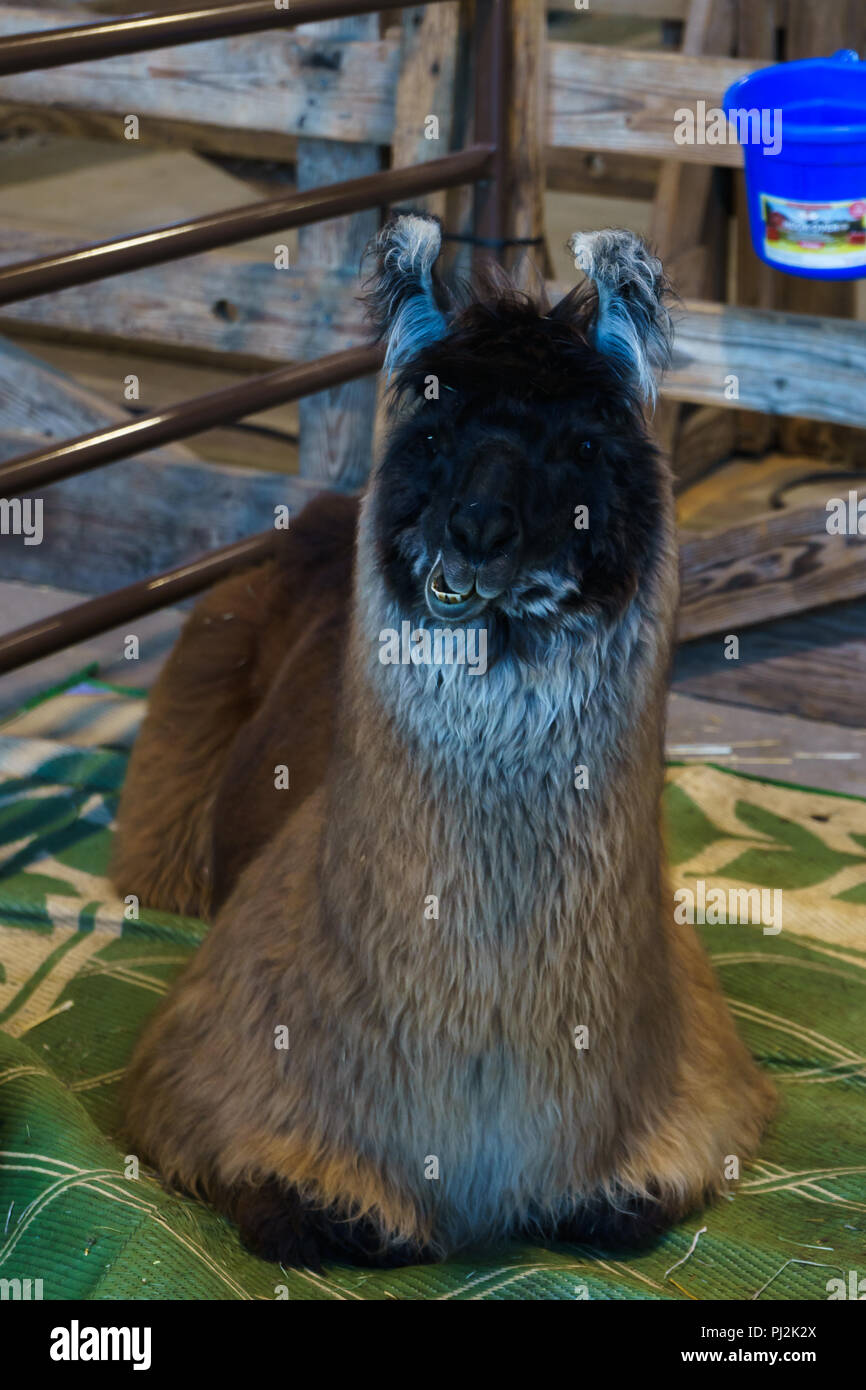 Silly Llama Stock Photo