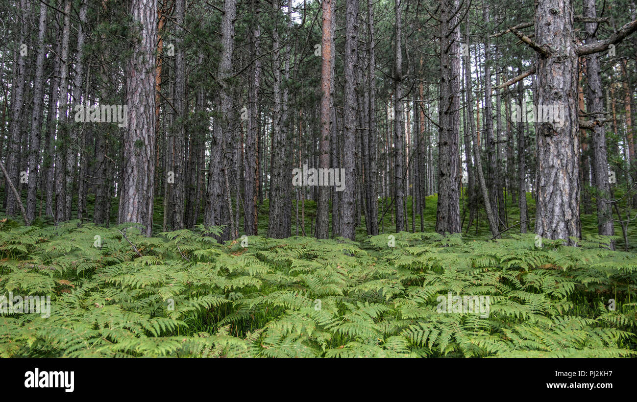 TARA National Park, Western Serbia - Fern covered evergreen forest floor Stock Photo