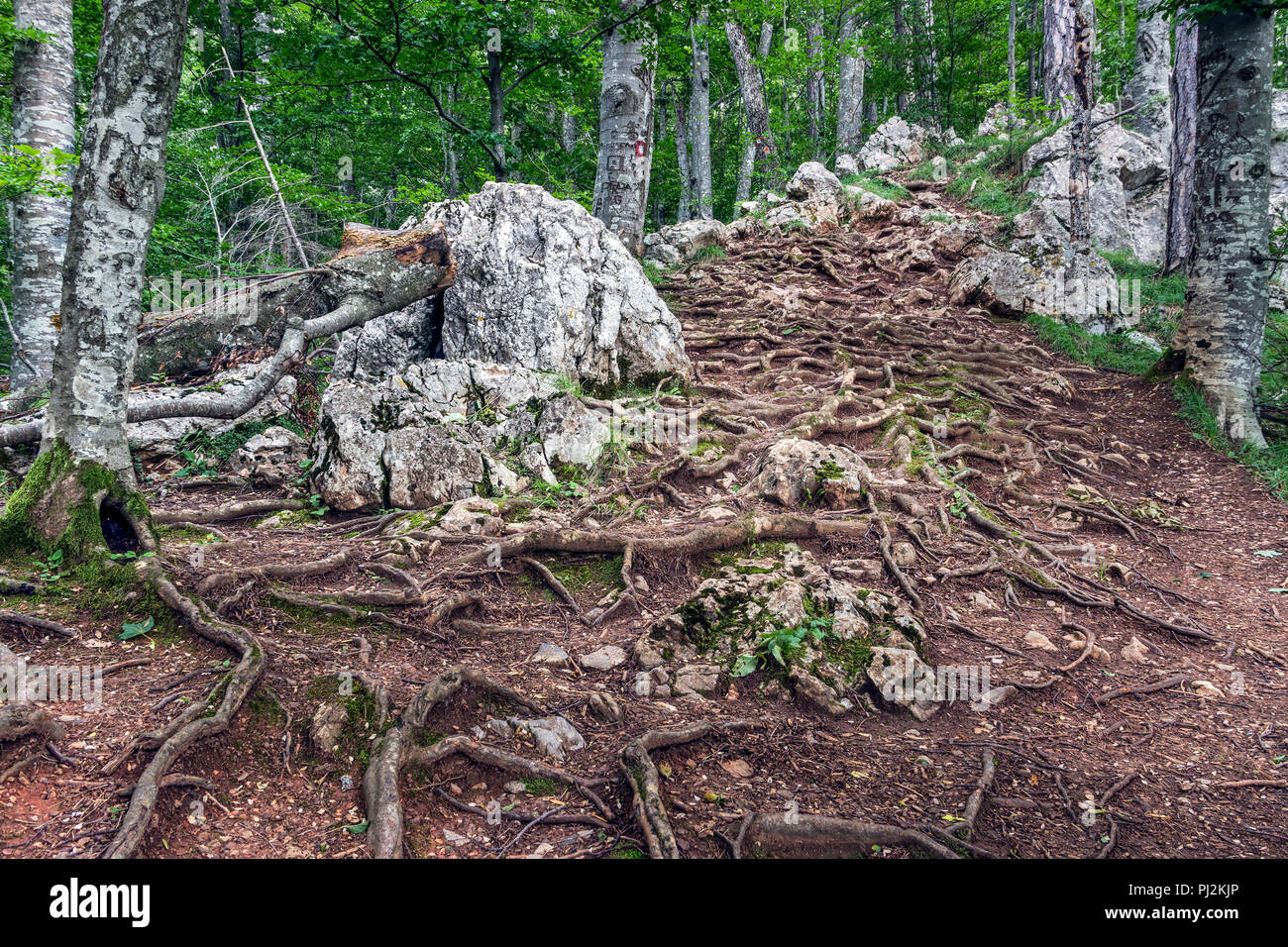 TARA National Park, West Serbia - Path through a dense forest Stock Photo
