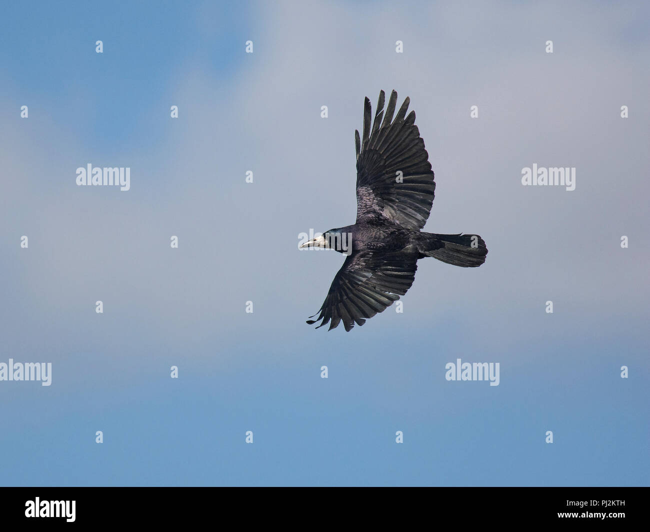 Rook flying hi-res stock photography and images - Alamy