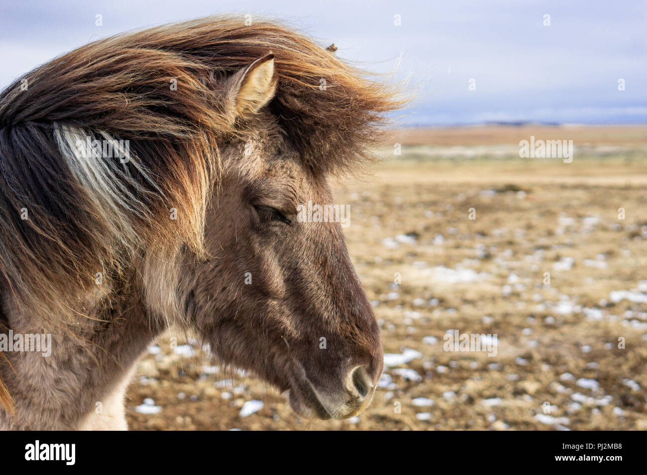 Icelandic horse portrait Stock Photo - Alamy