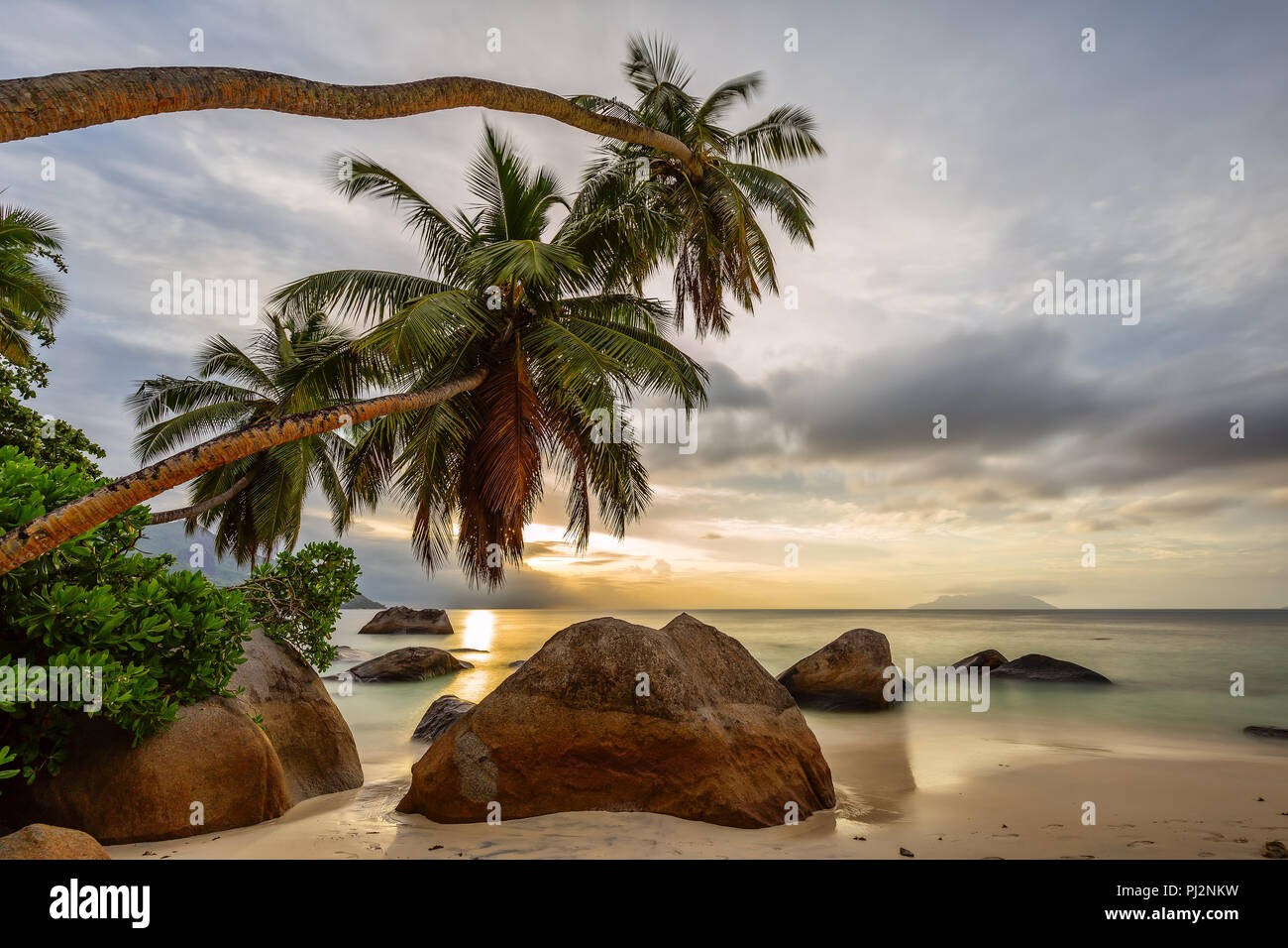 The coconut palms stretch far over the granite rocks towards the sun. Stock Photo