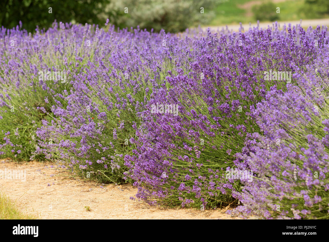 flourishing fields of lavender Stock Photo