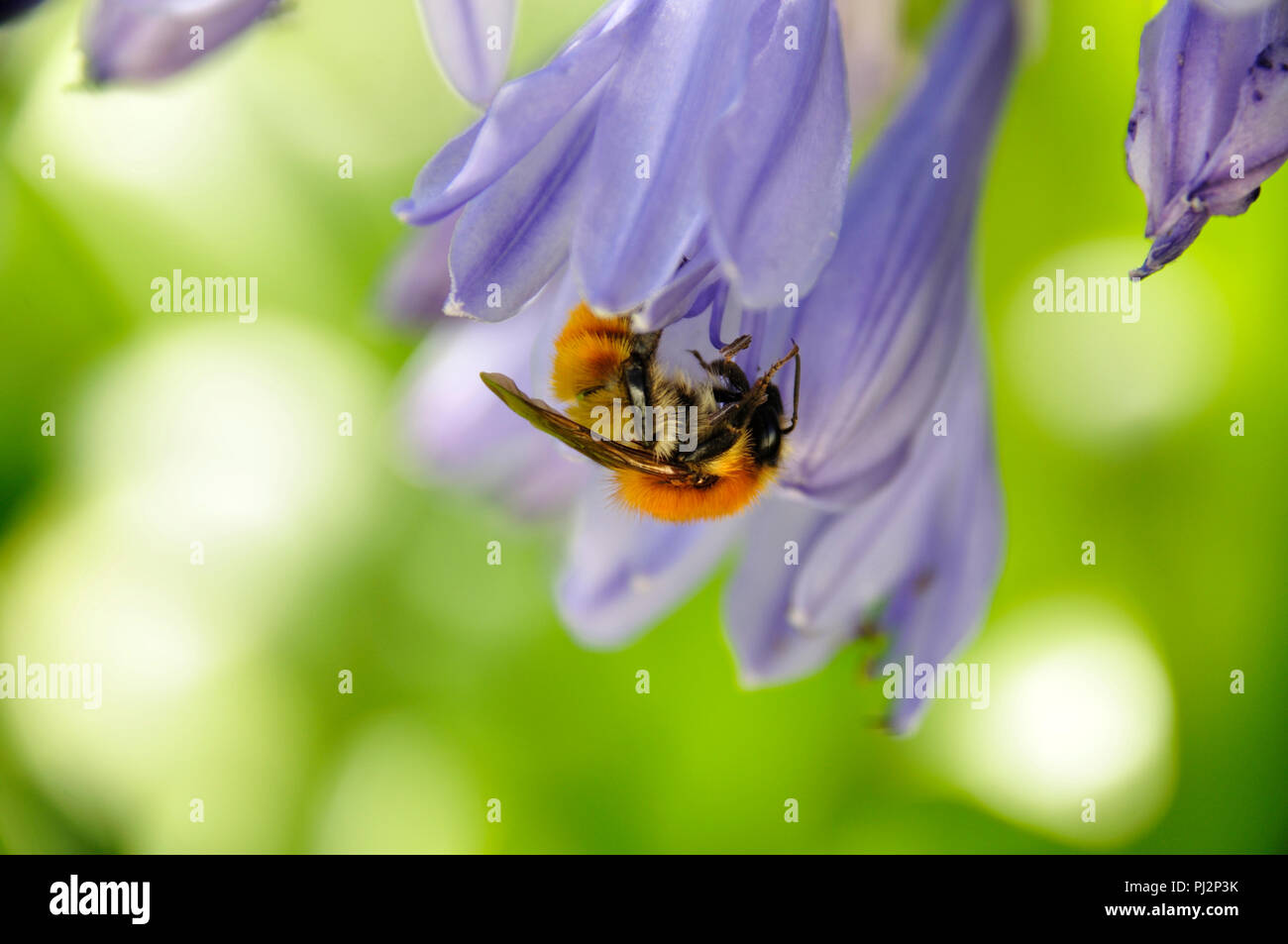 Bee collecting pollen Stock Photo - Alamy