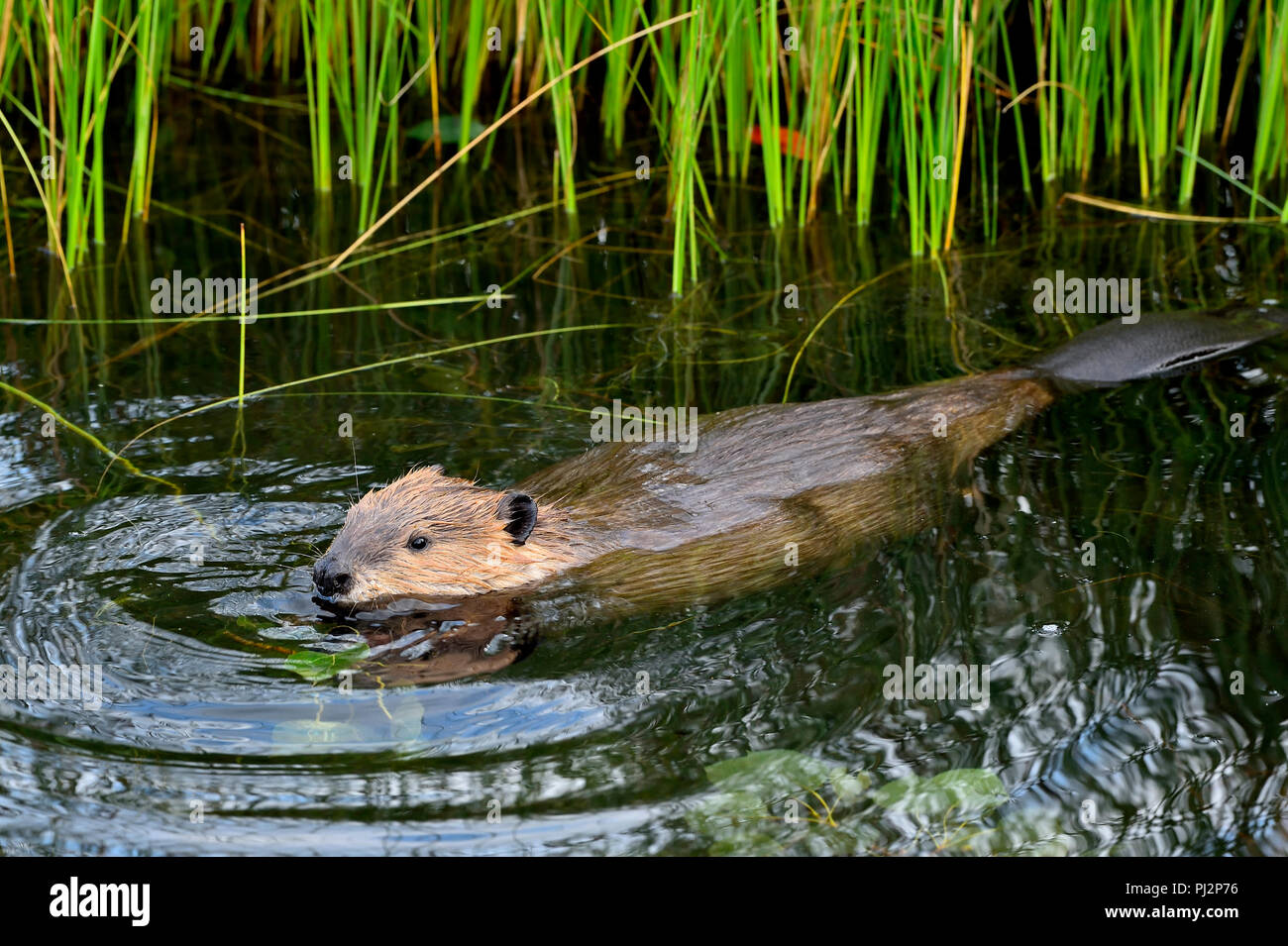A top view of a wild beaver (Castor canadensis), floating on the water and feeding on some aspen tree leaves Stock Photo