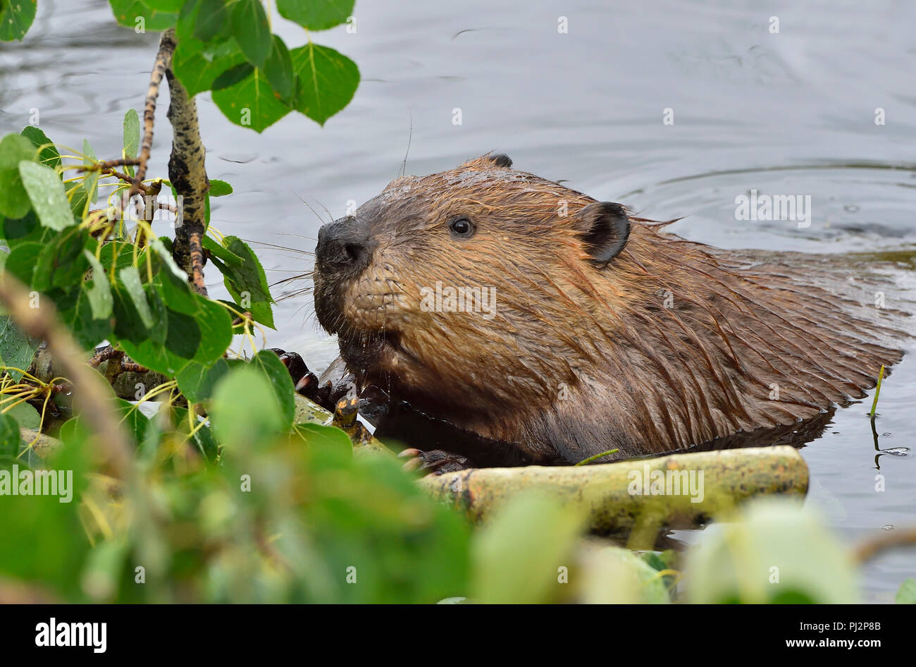A Canadian beaver (Castor Canadensis); raising out of the water to