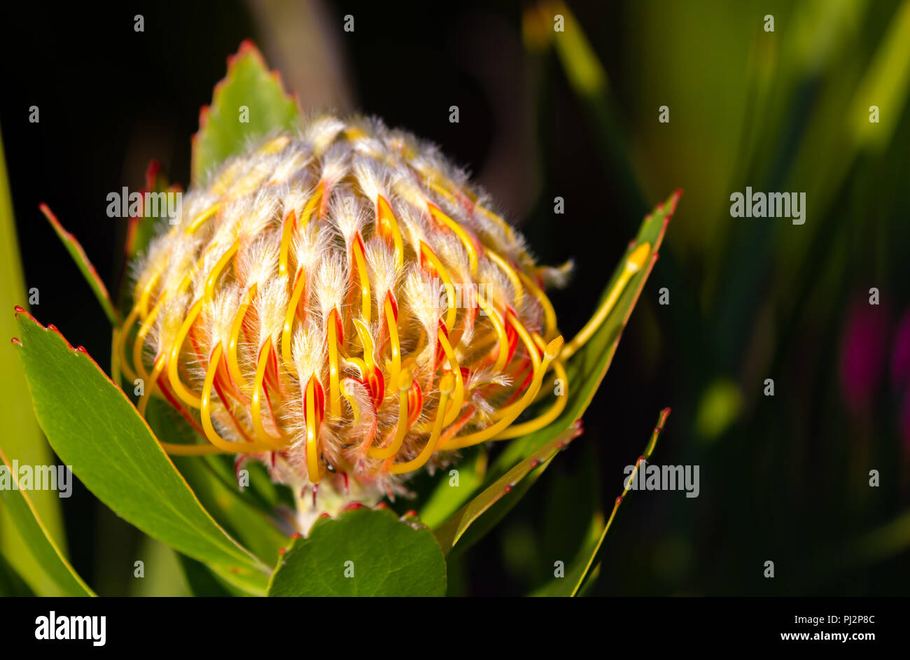 Protea Flower Stock Photo
