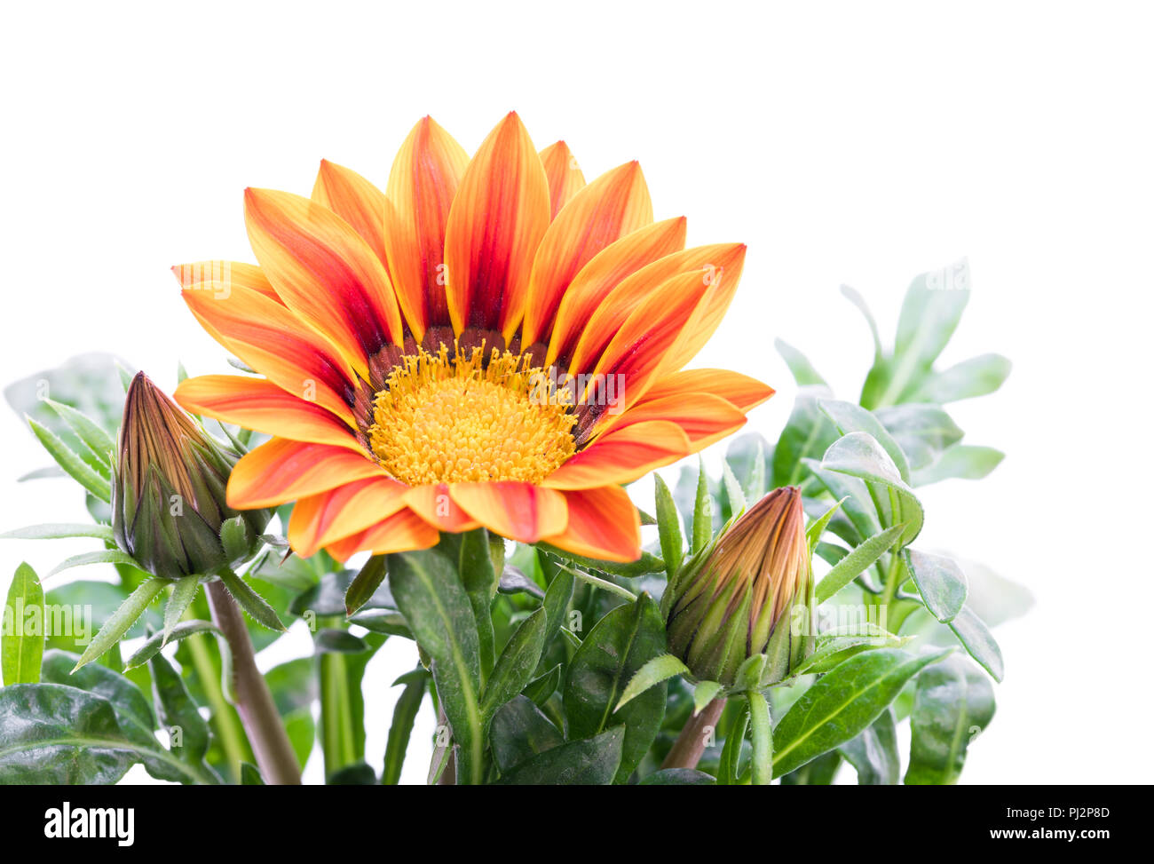 Colorful  Gazania plant isolated on white Stock Photo