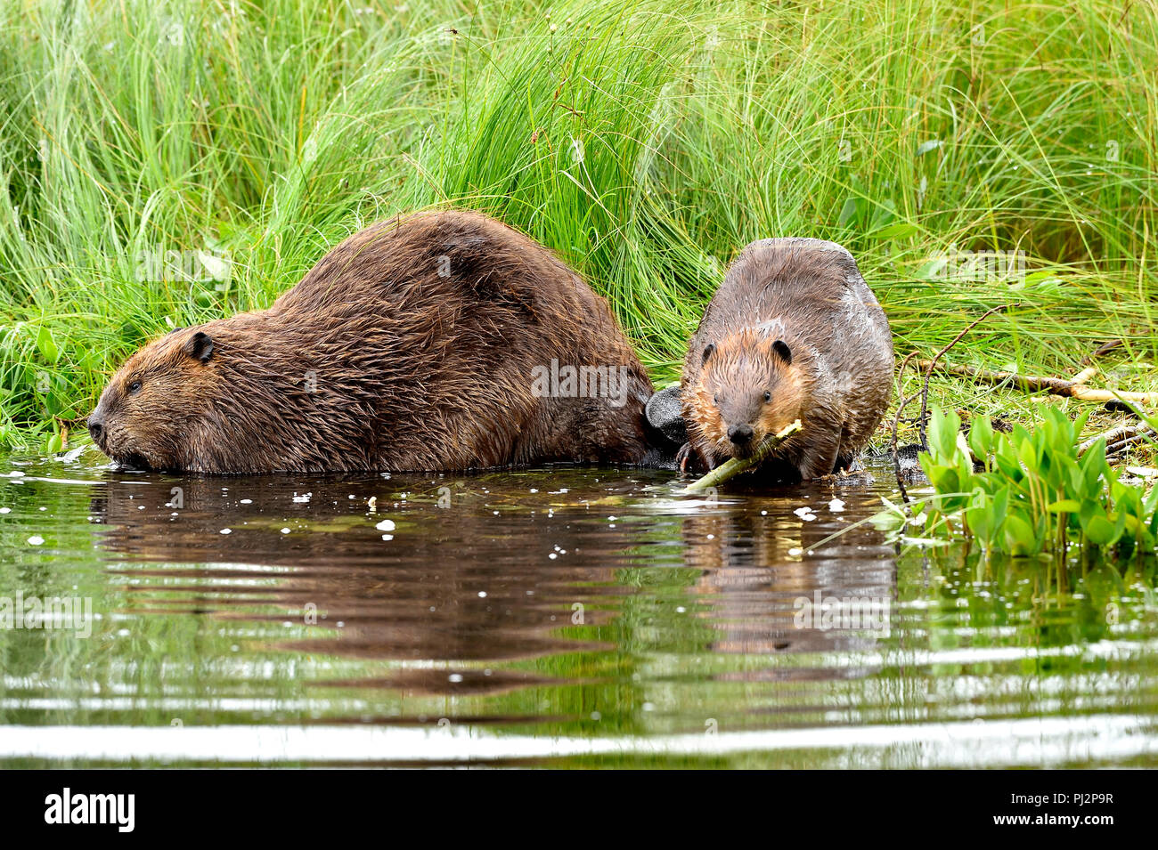 A mother beaver with her kit (Castor Canadensis); foraging and feeding on the shore of Maxwell Lake in Hinton Alberta Canada Stock Photo