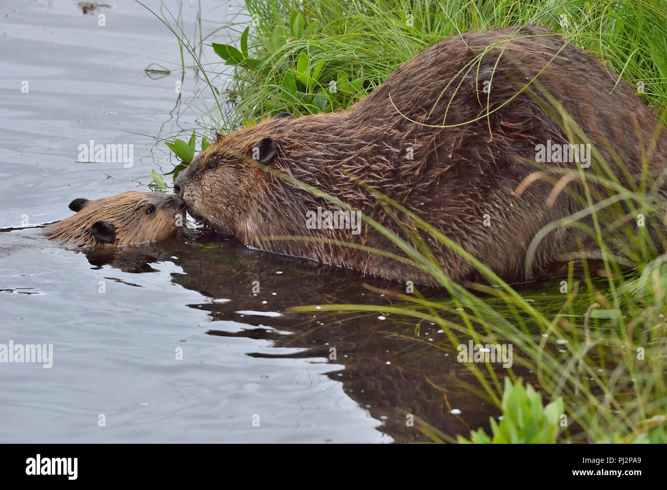 A mother beaver with her kit (Castor Canadensis); greeting each other nose too nose on the shore of Maxwell Lake in Hinton Alberta Canada Stock Photo