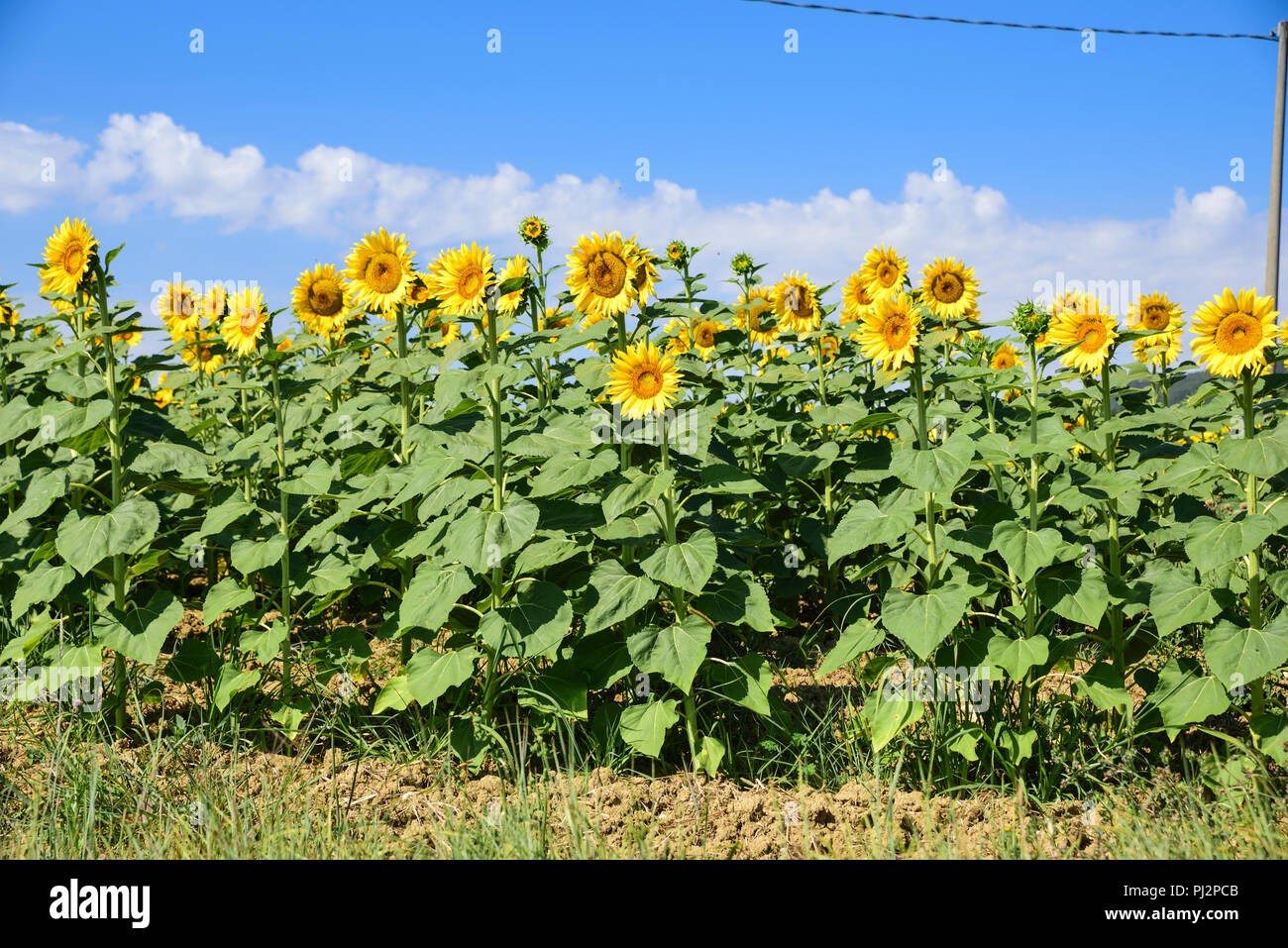field of sunflowers on a sunny day with blue sky Stock Photo - Alamy
