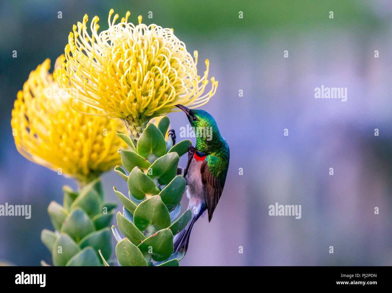 Sunbird bird nectar hires stock photography and images Alamy