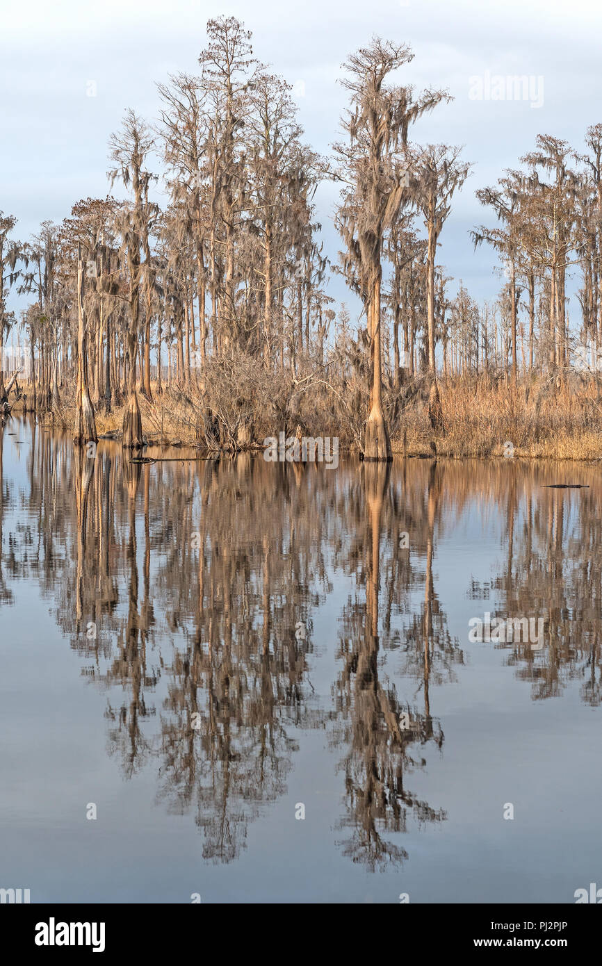 Cypress Reflections on a Southern Bayou along the Slow Moving Suwannee River in Stephen C. Foster State Park in the Okefenokee Swamp in Georgia Stock Photo