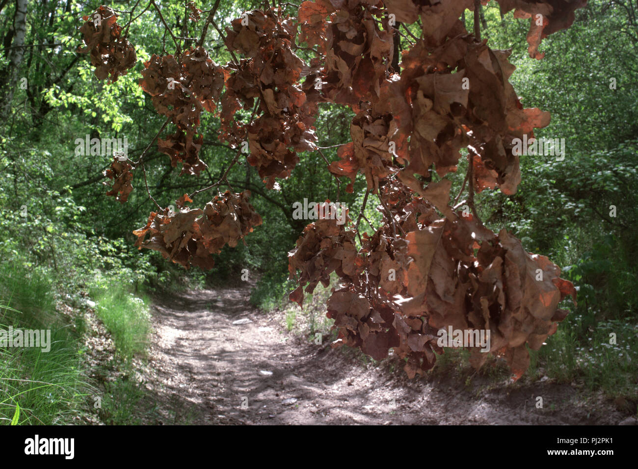 dry oak branch with many withered leaves, hangs over dirt road with ruts, disappearing in depth of dense forest thickets Stock Photo