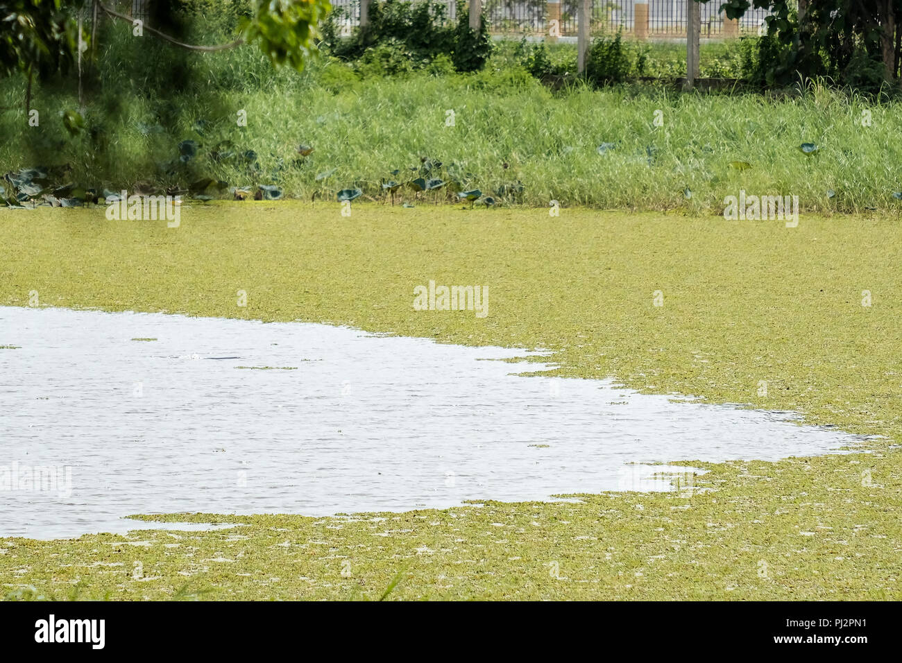 The lake has weeds Stock Photo - Alamy
