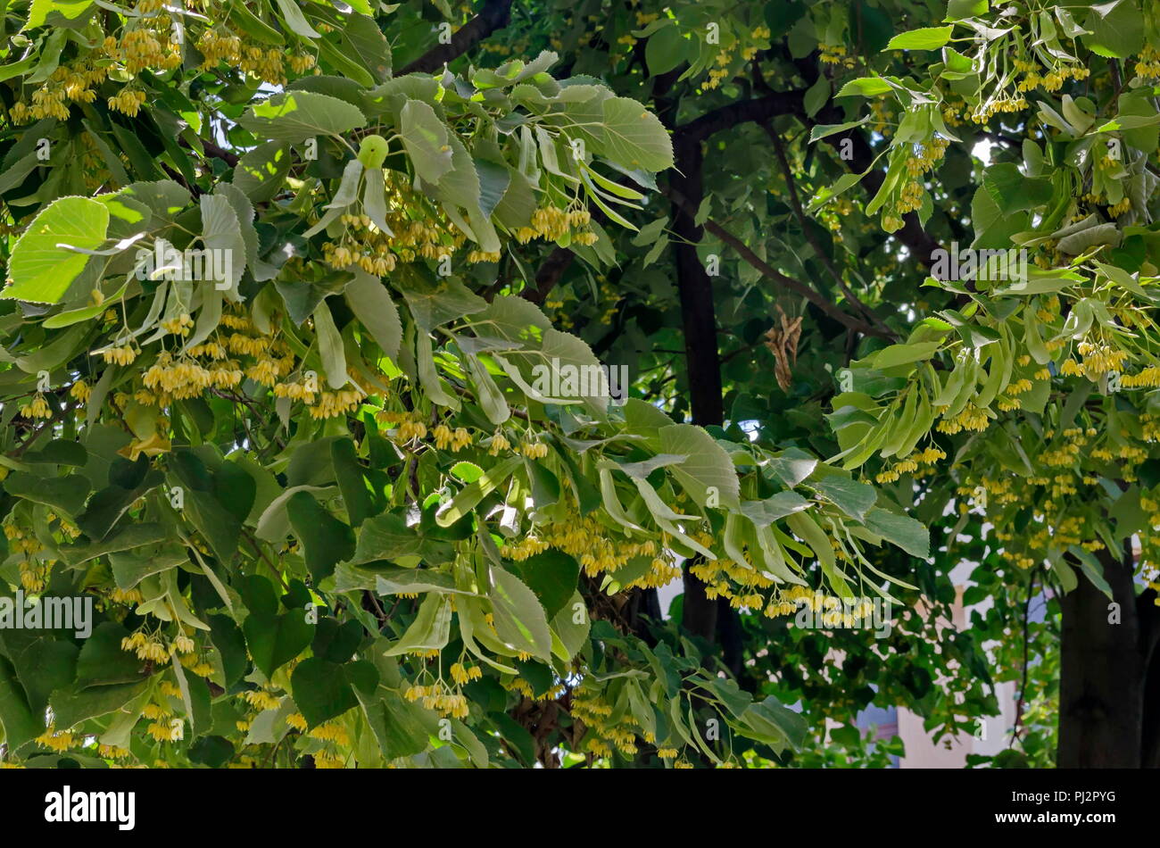 Yellow flowers and  green leaves of Tilia, linden or lime tree in autumn, Sofia, Bulgaria Stock Photo