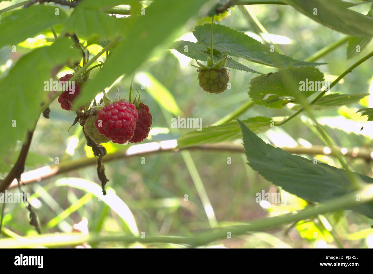 wild raspberry red well known berries, still green and already ripe on one stem Stock Photo