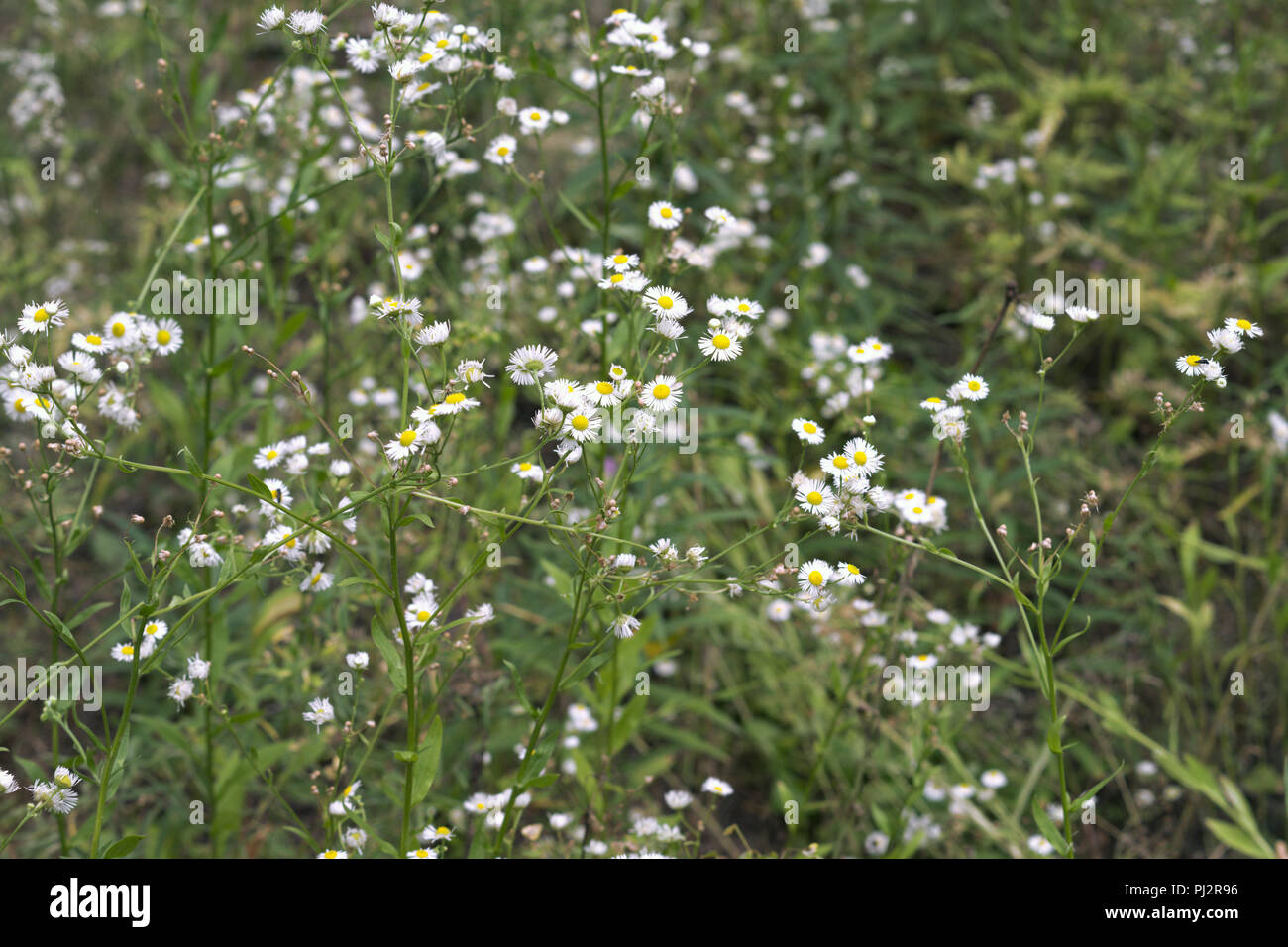 thickets of daisies. delicate flowers with a yellow center, surrounded by thin white petals, in center of floral forest glade. shallow depth of field Stock Photo
