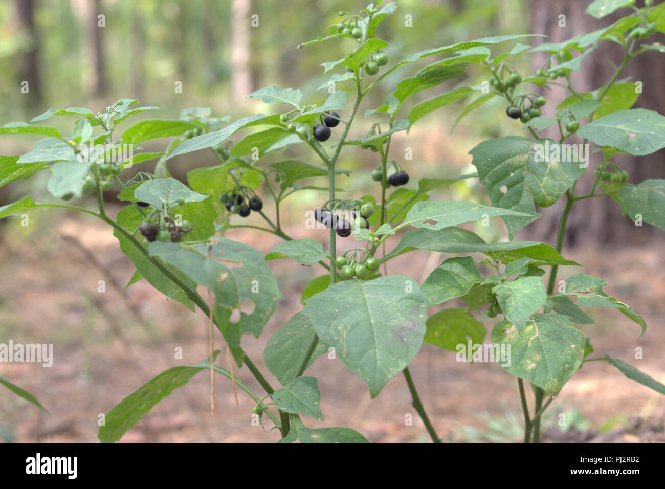 black nightshade shrub berries and wide leaves. purple-black ball-shaped fruits, ripening on lush racemes Stock Photo