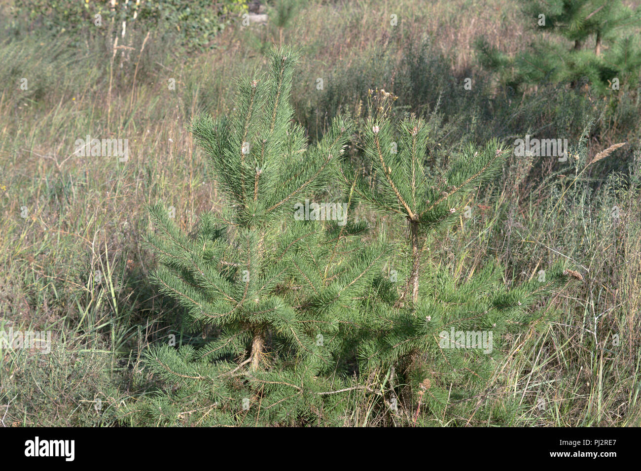 small Scots pines. two young strong common coniferous trees on forest glade Stock Photo