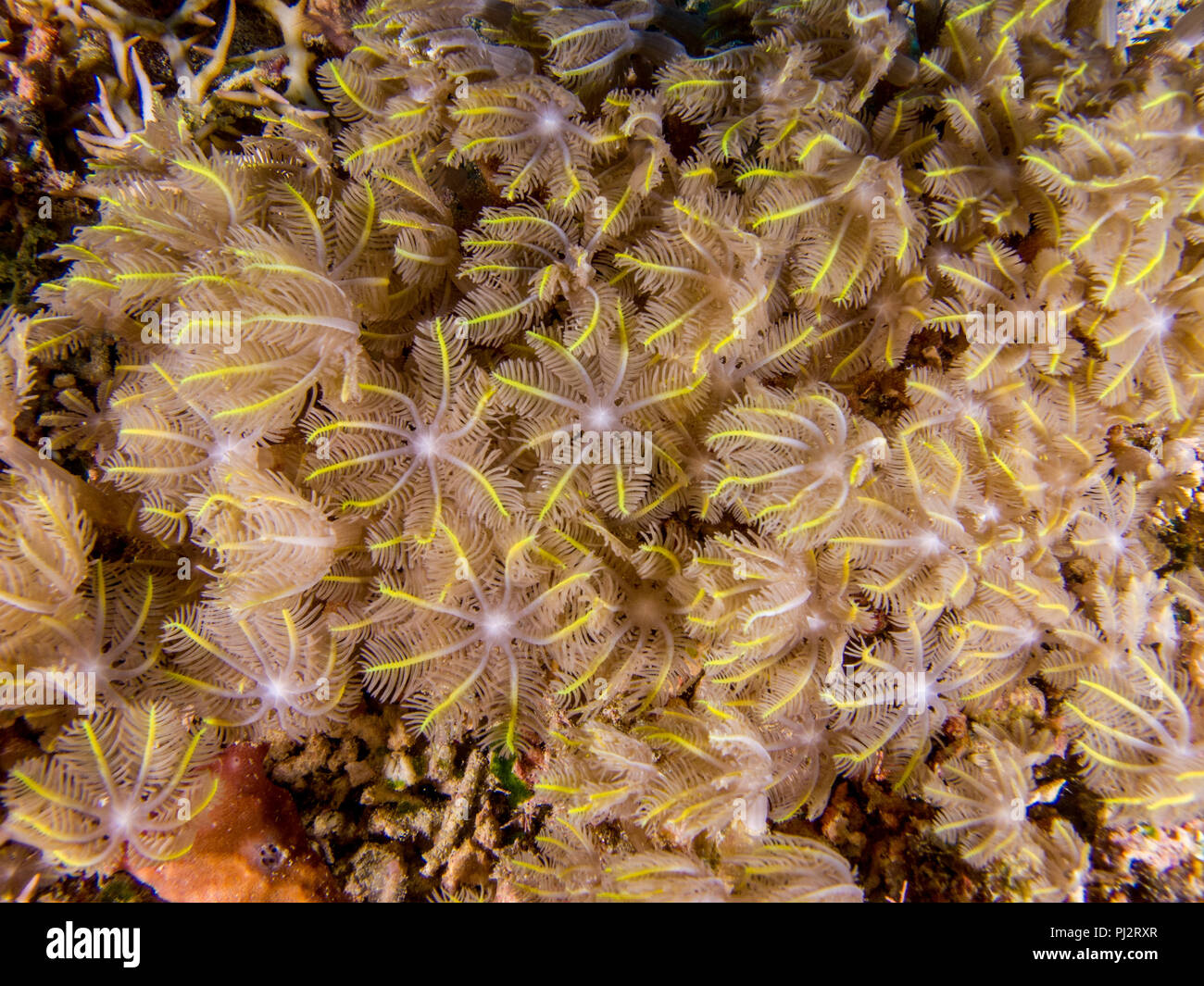 detail, Clavularia sp., glove polyps, star polyps, Mabul, Sabah, Malaysia Stock Photo