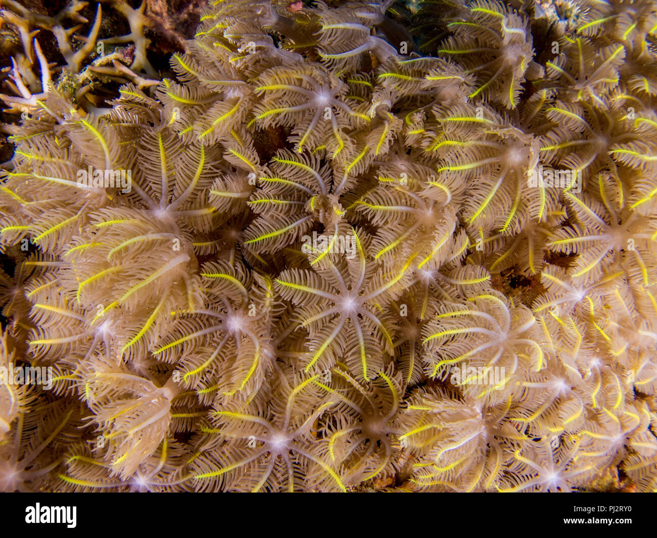 detail, Clavularia sp., glove polyps, star polyps, Mabul, Sabah, Malaysia Stock Photo