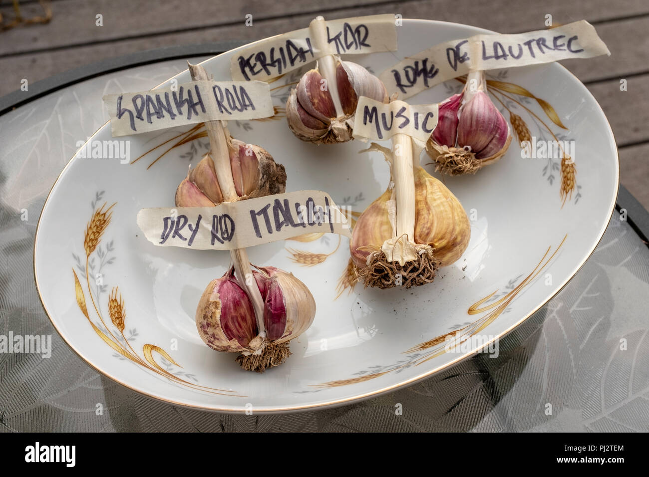 bowl of 5 different garlic bulbs Stock Photo
