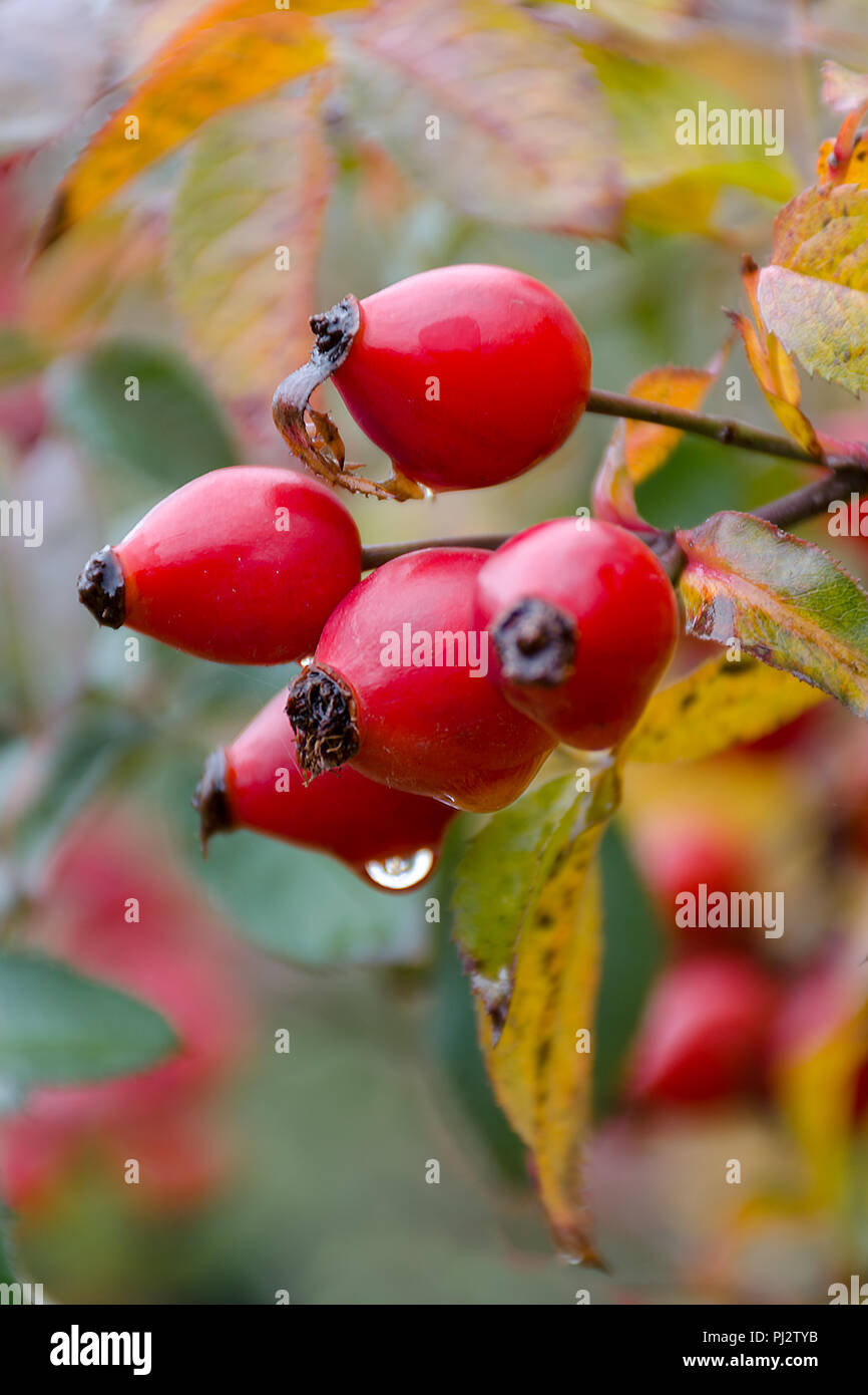 Autumn natural harvest - red ripe briar on bush, water drops at berries. Empty place for copy space. Stock Photo