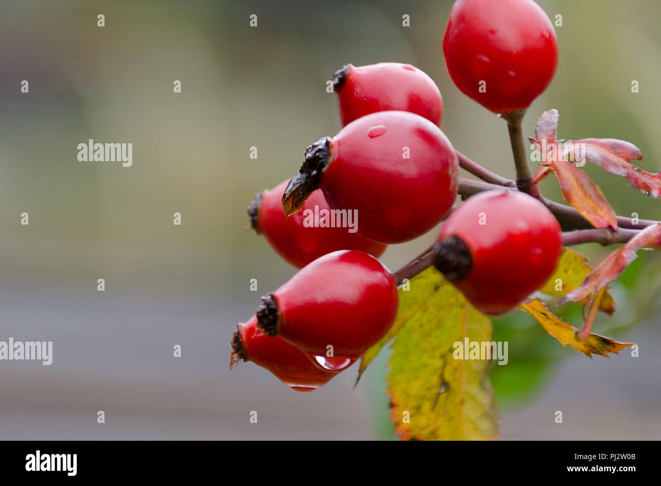 Autumn natural harvest - red ripe briar on bush, rain drops at berries. Empty place for copy space. Stock Photo