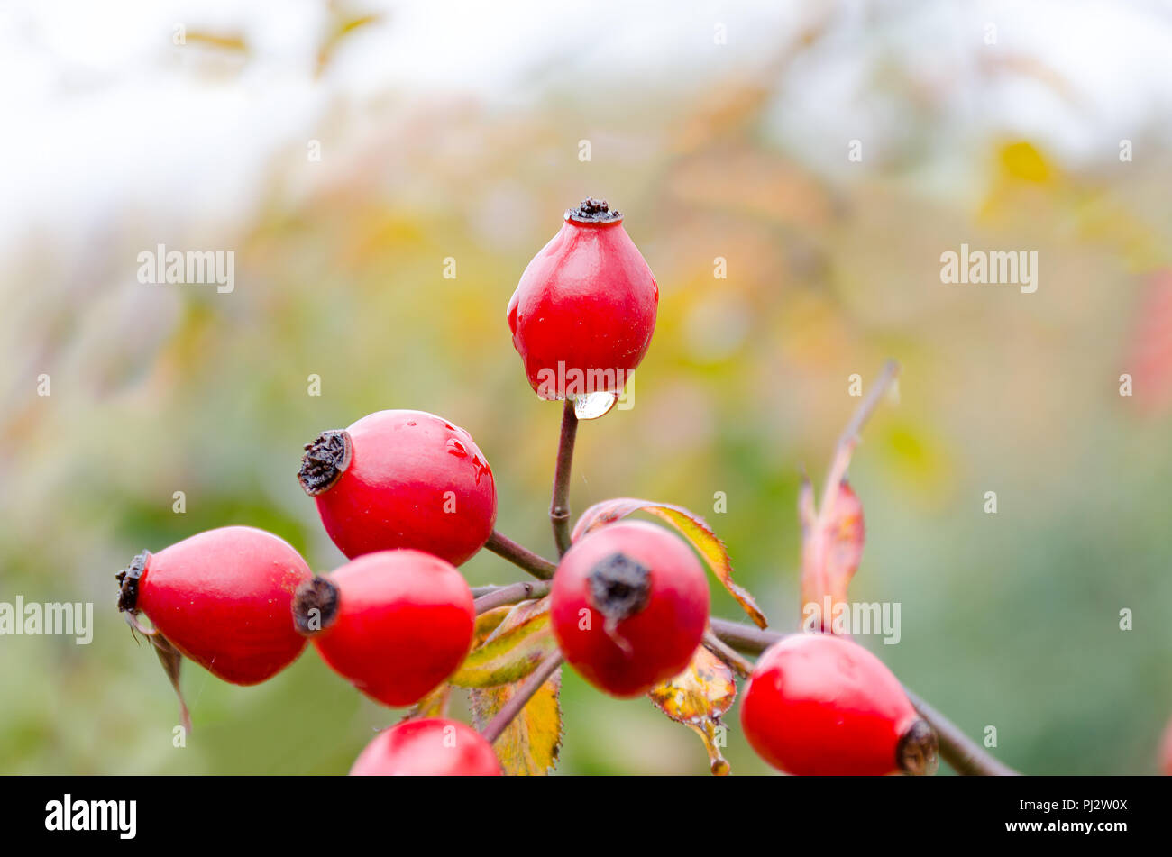 Autumn natural harvest - red ripe briar on bush, water drops at berries. Empty place for copy space. Stock Photo
