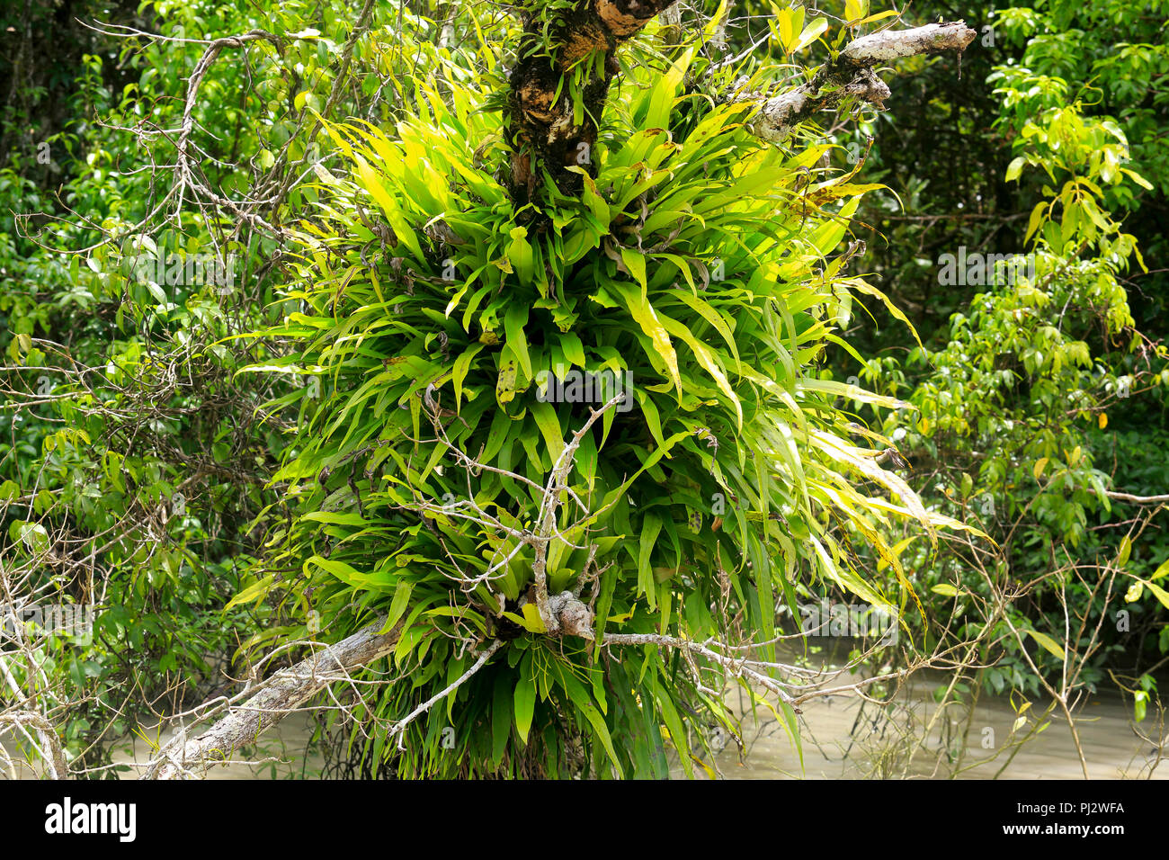 Parasitical on a tree at Sundarbans, a UNESCO World Heritage Site and a ...