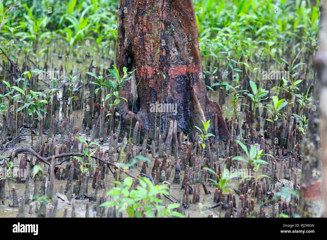 Breathing roots of mangrove tree inside the Sundarbans. Bangladesh Stock Photo