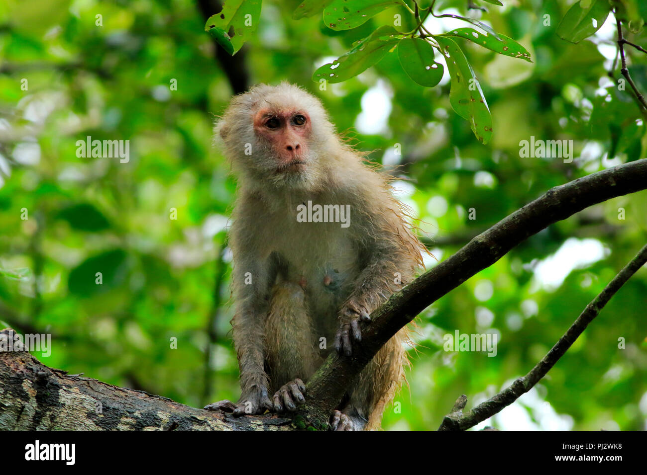 Bangladesh monkey hi-res stock photography and images - Alamy