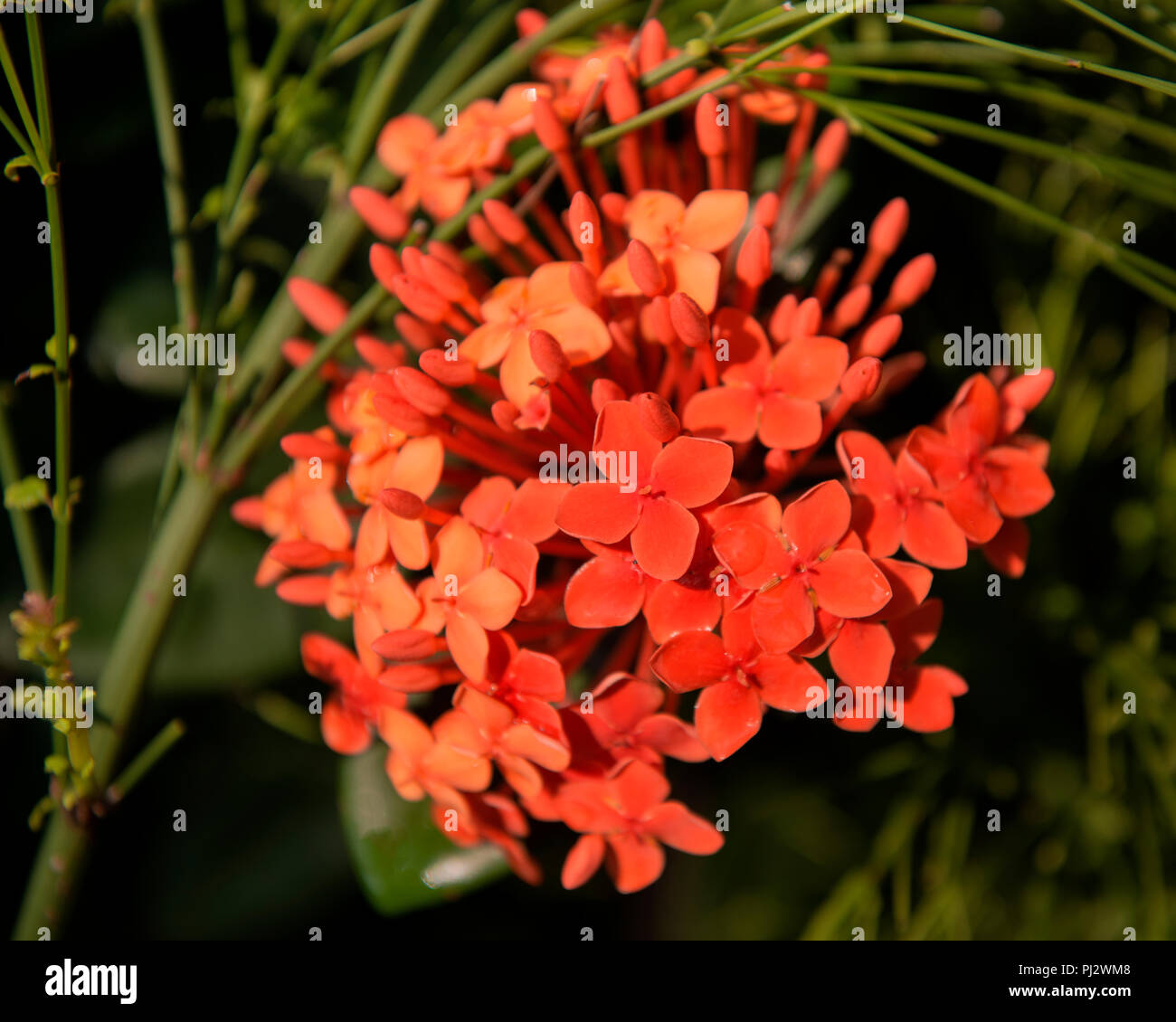 Ixora tropical flower hi-res stock photography and images - Alamy