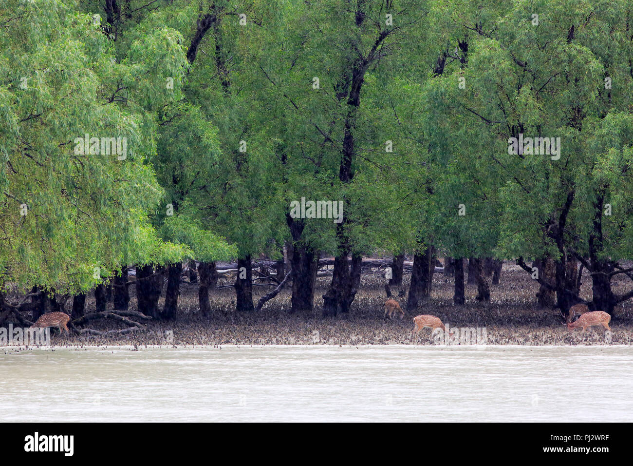 Spotted deer roam inside the Sundarbans mangrove forest. Bagerhat, Bangladesh Stock Photo