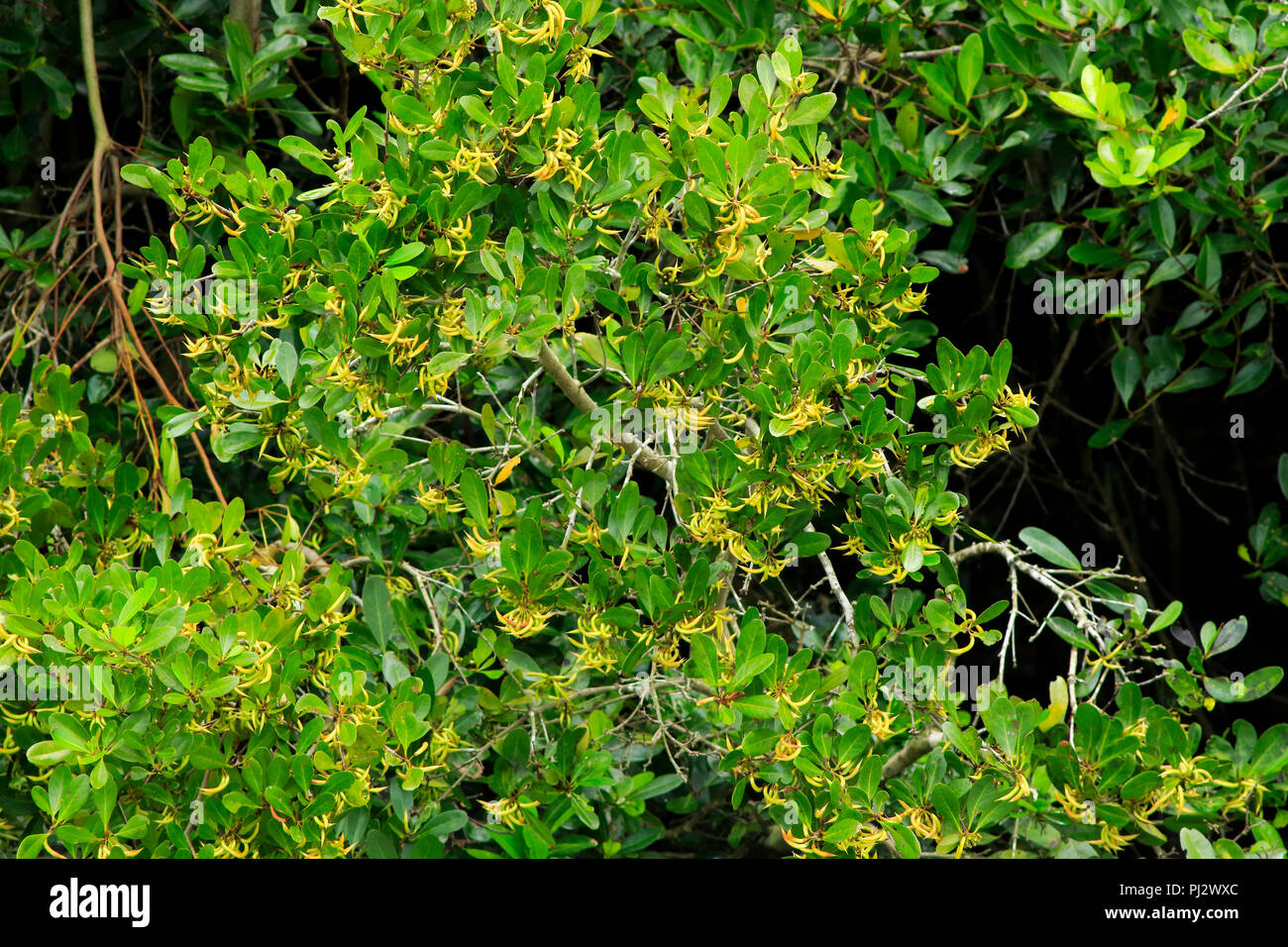 Aegiceras corniculatum, commonly known as black mangrove, river mangrove or khalsi, Sundarbans, Bangladesh Stock Photo