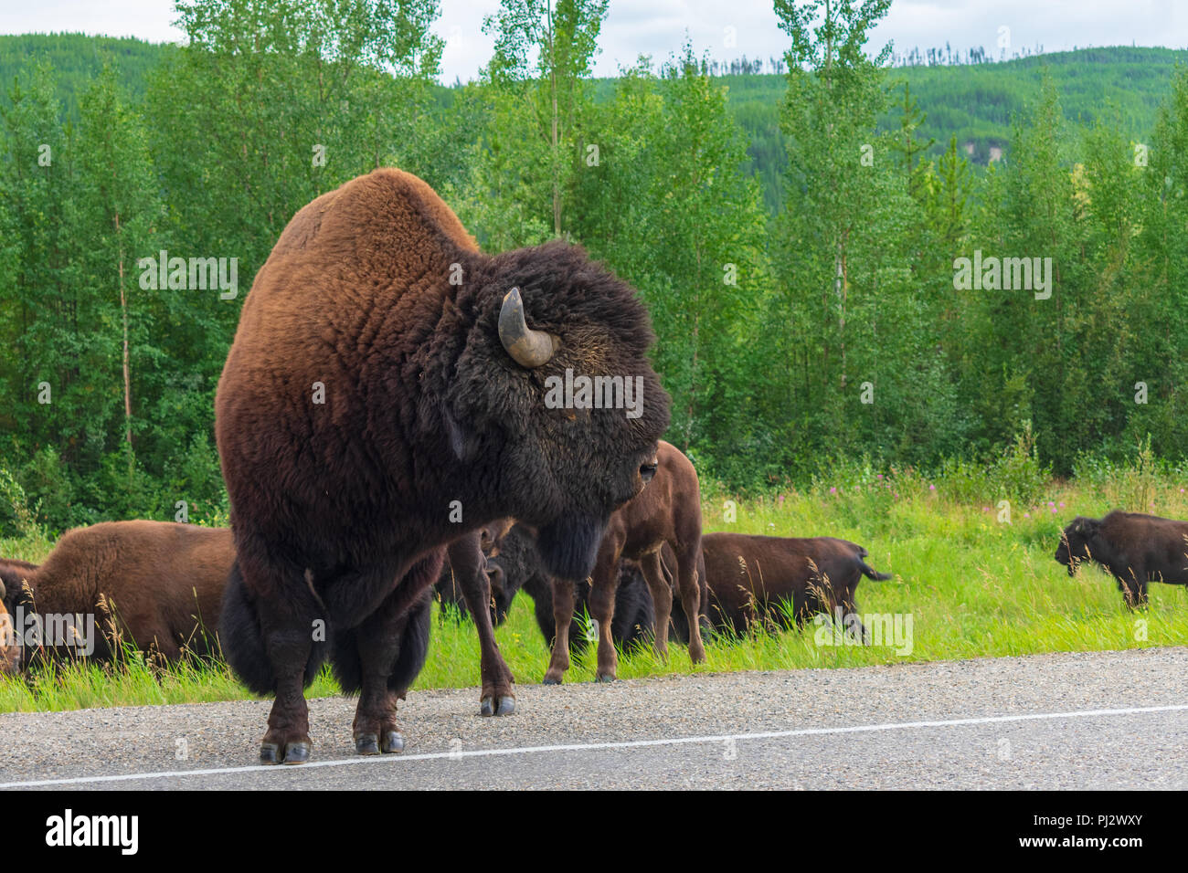 Bison Along The Alaska Highway, Canada Stock Photo Alamy