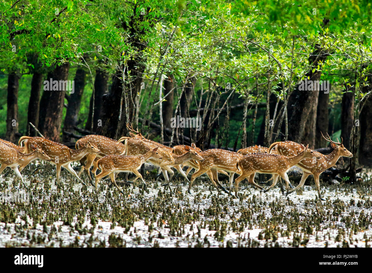 Spotted deer roam inside the Sundarbans mangrove forest. Bagerhat, Bangladesh Stock Photo