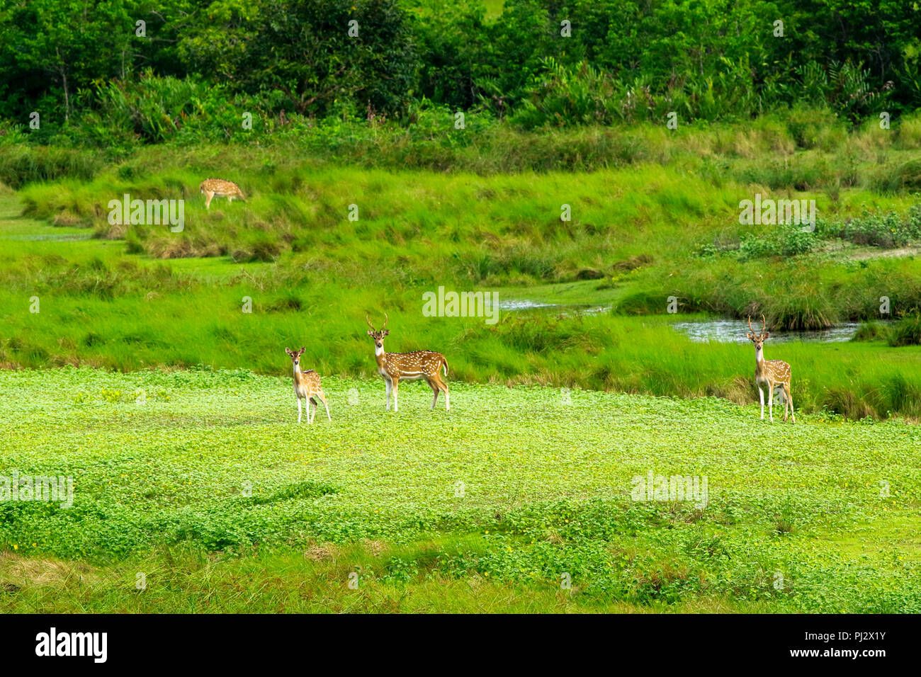 Mammals no man wildlife animals hi-res stock photography and images - Alamy