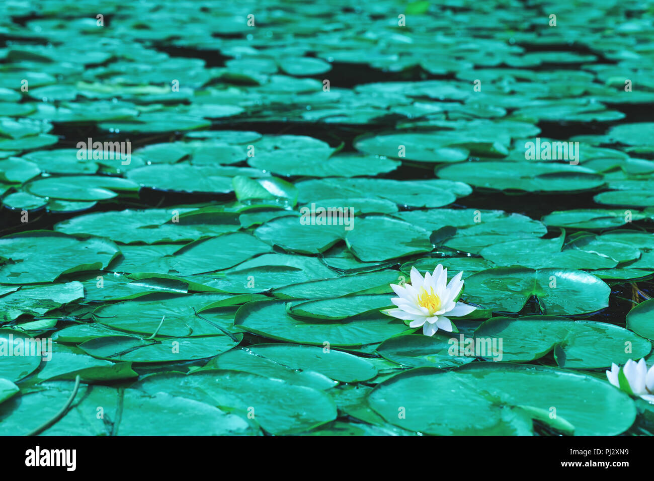 Water Lily Flowers Blossoms Or White Lotus Blooming On Pond Beautiful White Flower With Green Leaf On Lake Surface Waterlilies Floating On A River L Stock Photo Alamy