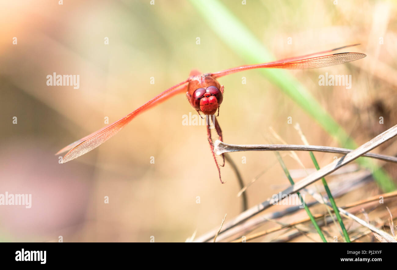 A red dragonfly rests on a dead piece of grass in northern California. Stock Photo