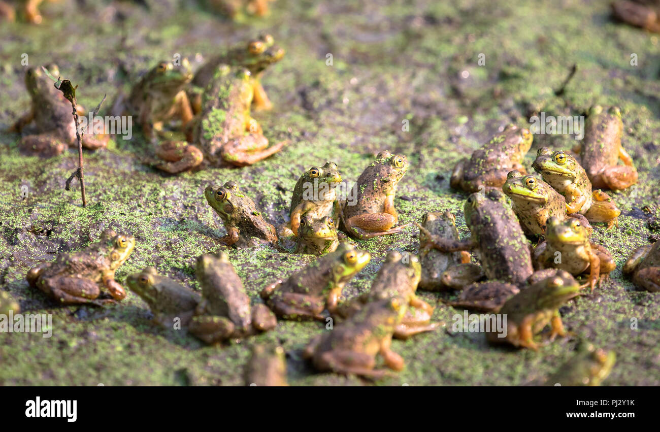 A dense group of American bullfrogs (Lithobates catesbeianus) sit in a drying pond at the Ankeny Wildlife Refuge, Oregon. Stock Photo