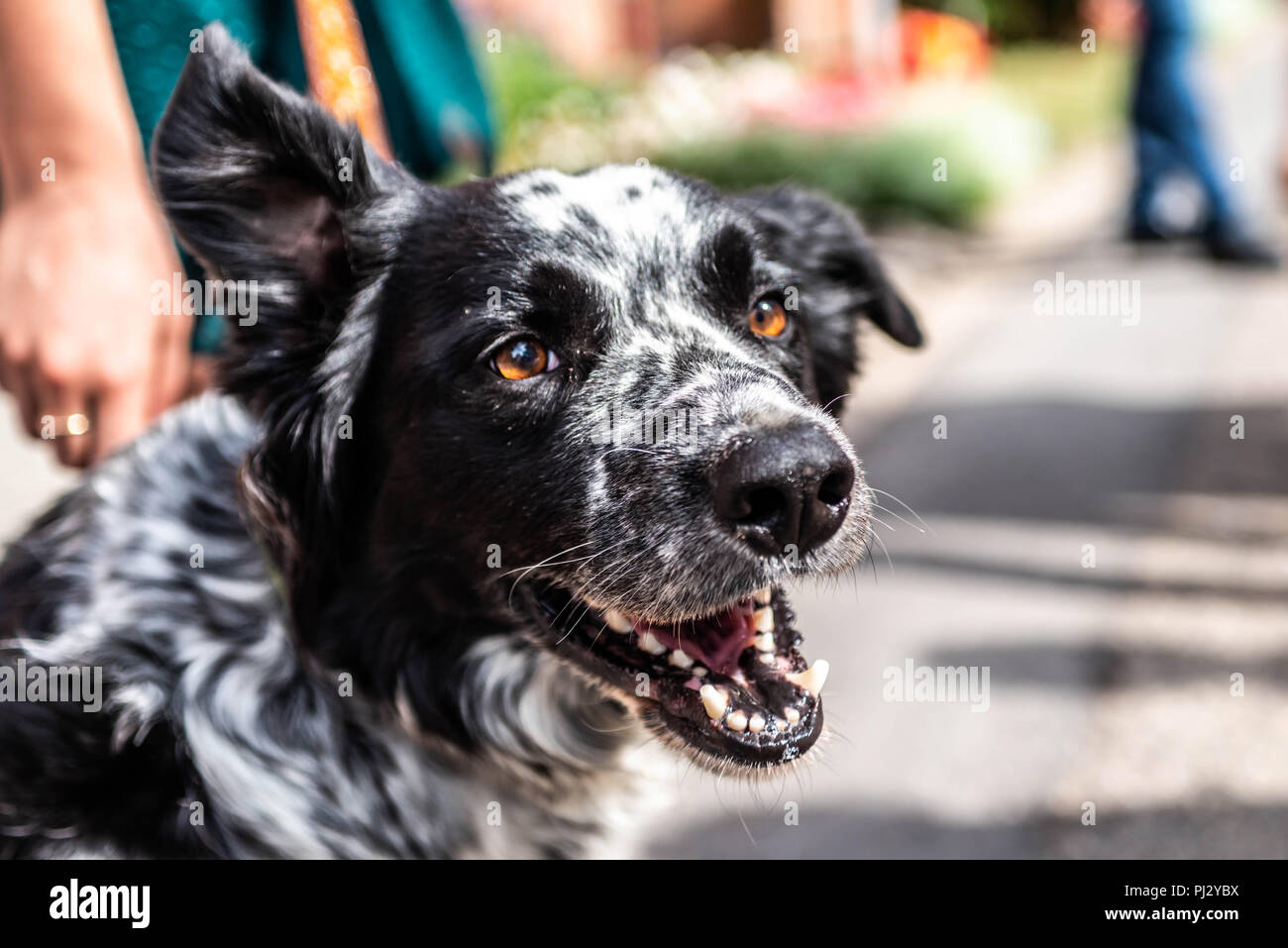 Head And Fsce Of A Border Collie Mixed Breed Black And White Fur Closeup Bokeh Stock Photo Alamy Head And Fsce Of A Border Collie Mixed Breed Black And White Fur Closeup Bokeh Stock Photo Alamy