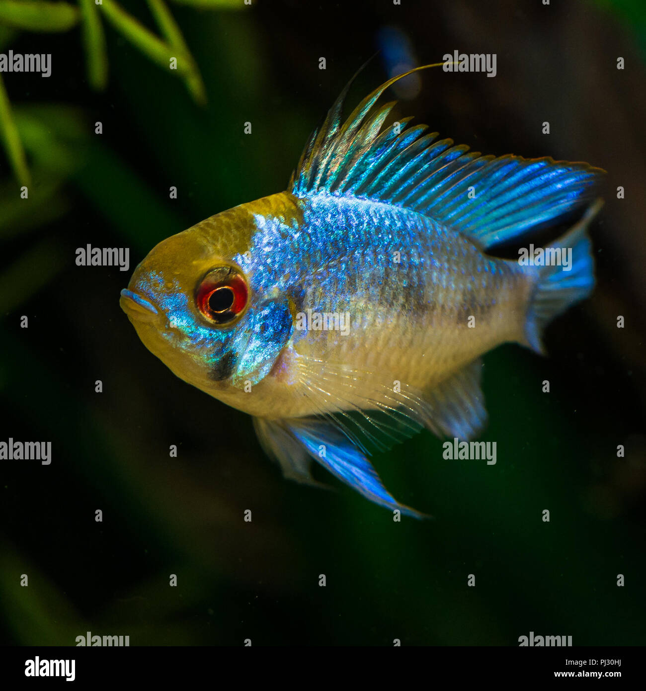 A macro shot of a male electric blue ram tropical fish. Stock Photo