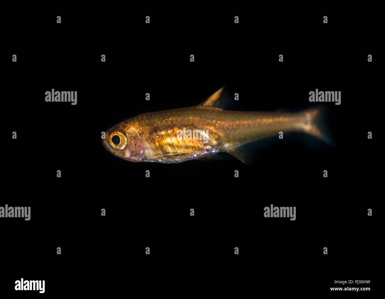 A macro shot of an ember tetra tropical fish. Stock Photo