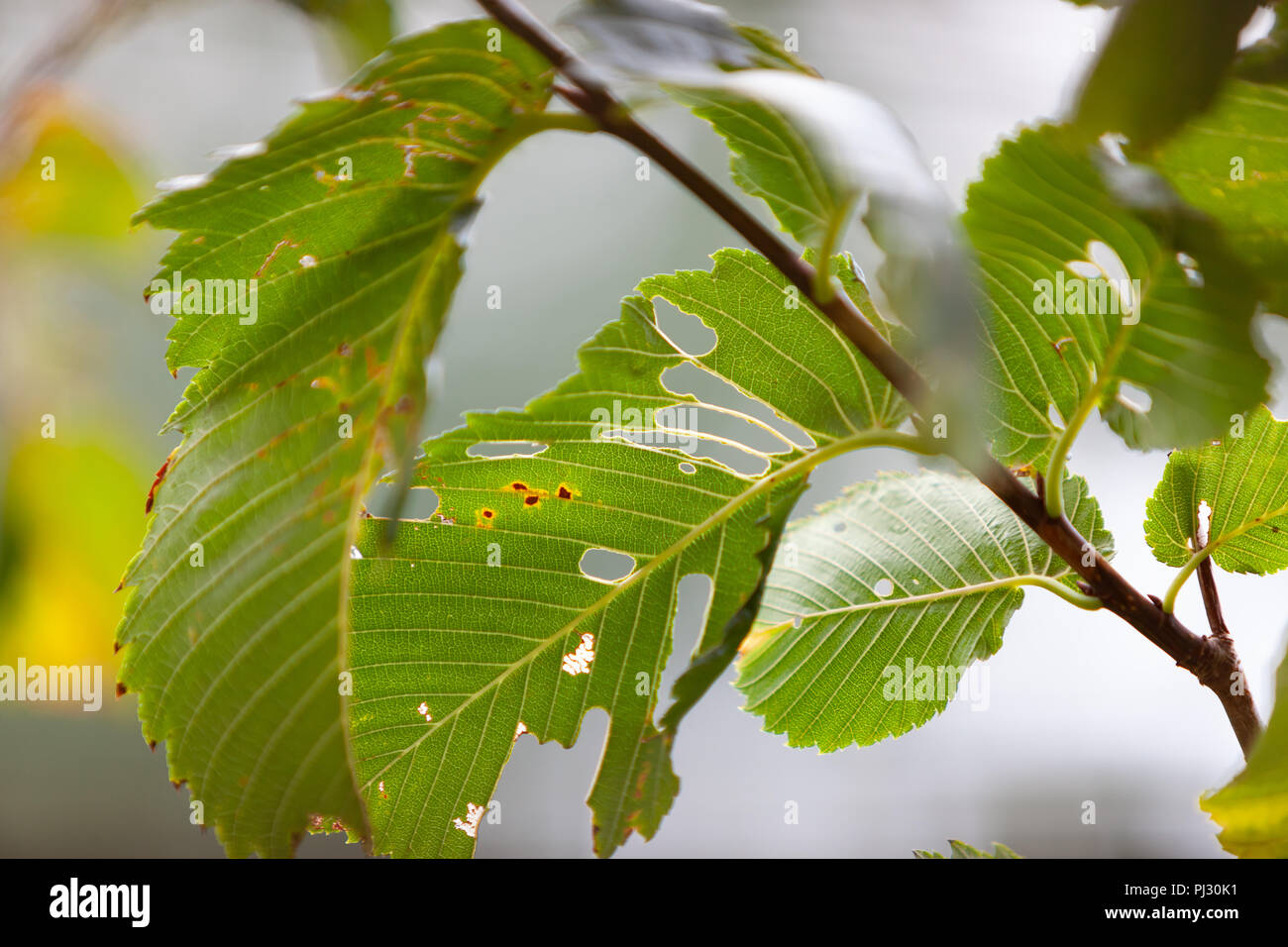 Green leaf of European White Elm (Ulmus laevis) damaged by leafeaters