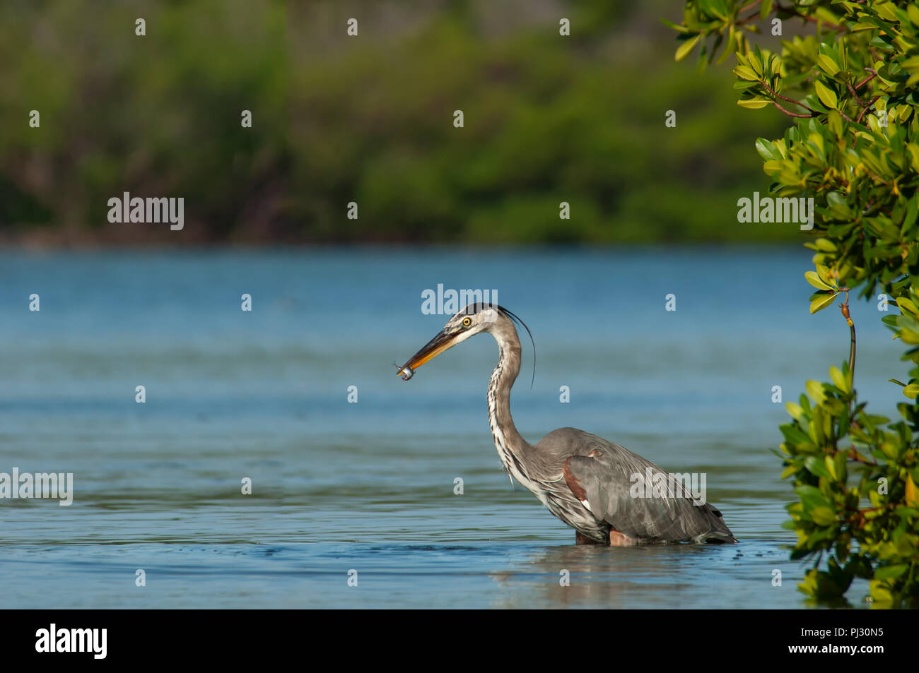 Great blue heron feedingin green mangroves in Estero Bay, Florida with a small fish in its mouth. Stock Photo