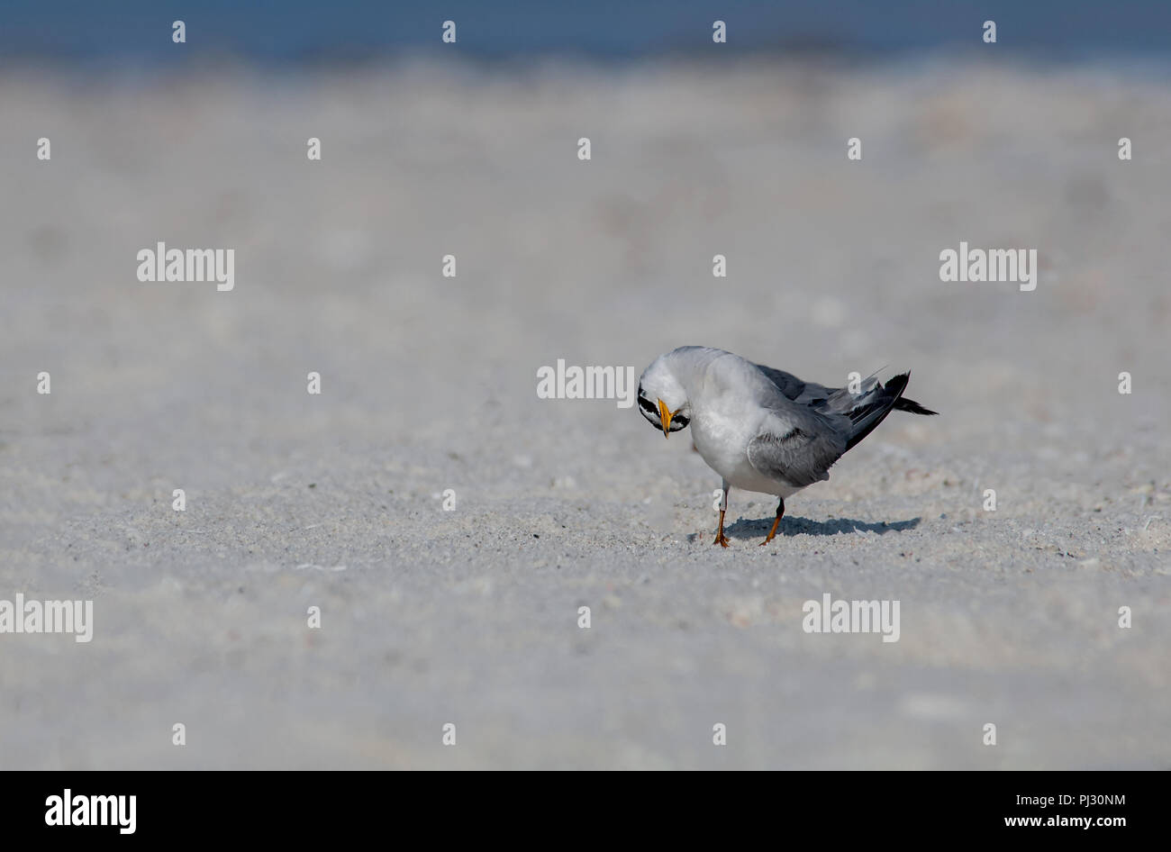A least tern (Sternula antillarum) in a funny head pose standing on a sandbar along the Gulf of Mexico. Stock Photo